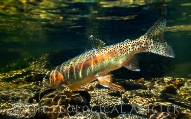 Fly Fishing Little Kern River golden trout