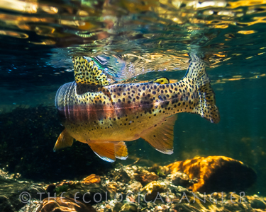 Little Kern River golden trout are part of the California Heritage Trout Challenge