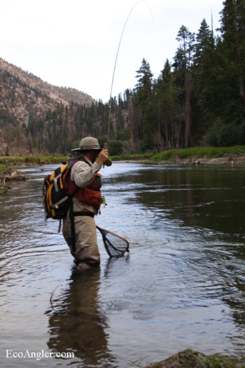 Netting a Kern River Rainbow trout