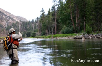 Catching a  Kern River Rainbow trout