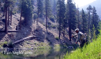 Casting for Kern River Rainbow trout