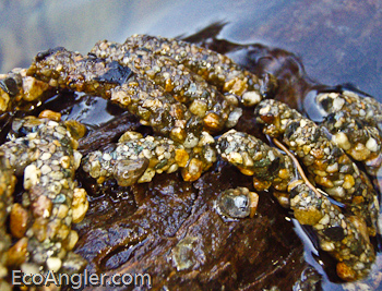 Large October caddis grouped together on submerged tree branch