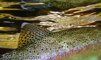 View of the dorsal and back of a  Kern River rainbow from underwater