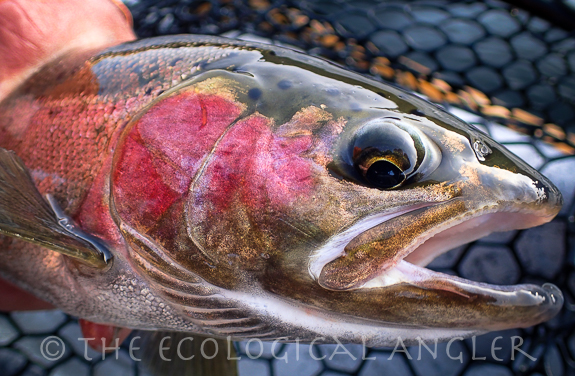 A half-pounder steelhead trout with red gill plate.