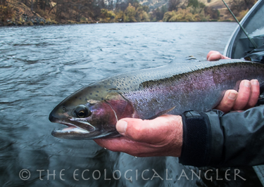 Steelhead fishing the Klamath River is excellent in late October and early November.