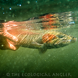 Steelhead photgraphed underwater in the Klamath River.