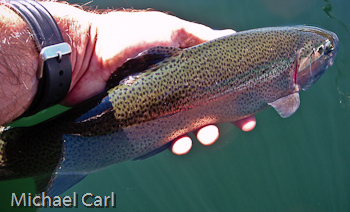 Rainbow Trout from Lake Alpine