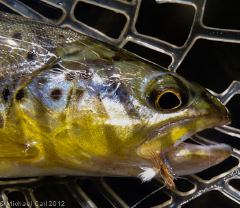 A typical brown trout above Sand Bar Flat section.