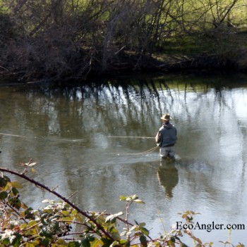A fly angler working a nice run on the Lower Stan.
