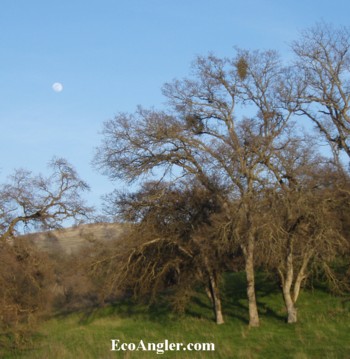 The moon raises over the oak studded hillside about the Lower Stanislaus.