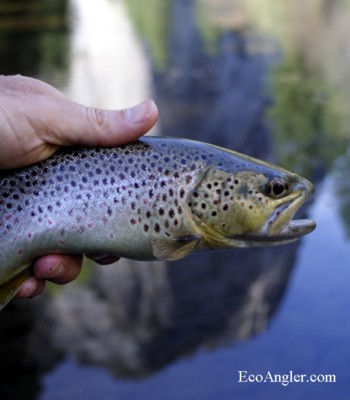 Brown Trout caught in Yosemite on the Merced River