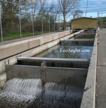 Merced Falls manages a hatchery for chinook salmon.