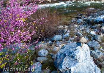 Redbud in flower on Wild and Scenic section on the Merced River