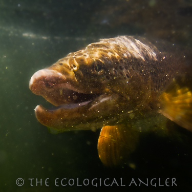 Fly Fishing Missouri River Land of the Giants brown trout photographed underwater