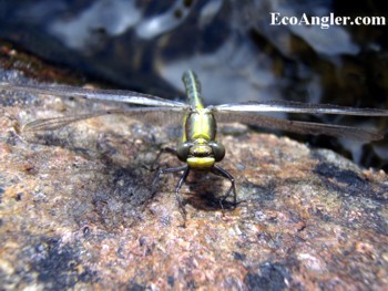 damselfly with wings at right angle