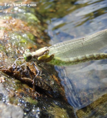 A green damselfly drying its wings.
