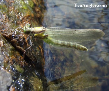 A damselfly crawls over a nymph.