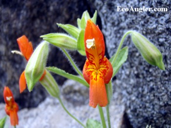 Wildflowers can be found along the North Fork of the Mokelumne River in early Summer