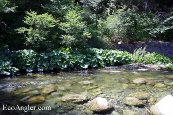 A shady overhang that held rainbows on the North Fork Yuba River