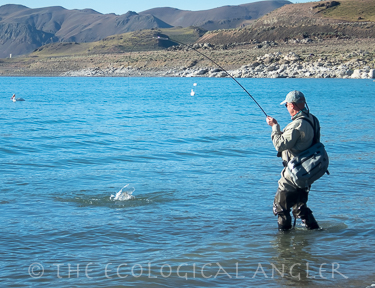 Flyfisherman hooks into a Lahontan cutthroat trout on Pyramid Lake in Nevada