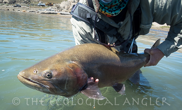 Pyramid Lake Lahontan cutthroat trout weighing over ten pounds is not uncommon