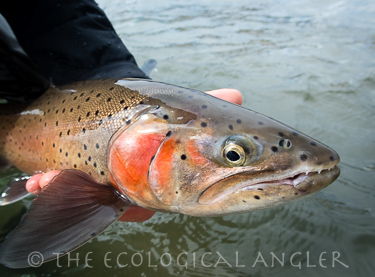 Pyramid Lake Lahontan cutthroat trout with red spawning color