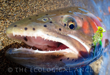 Lahontan Cutthroat Trout at Pyramid Lake Nevada