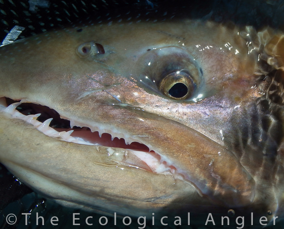 Large Lahontan Cutthroat in Pyramid Lake have sharp teeth for eating other fish like tui chub.