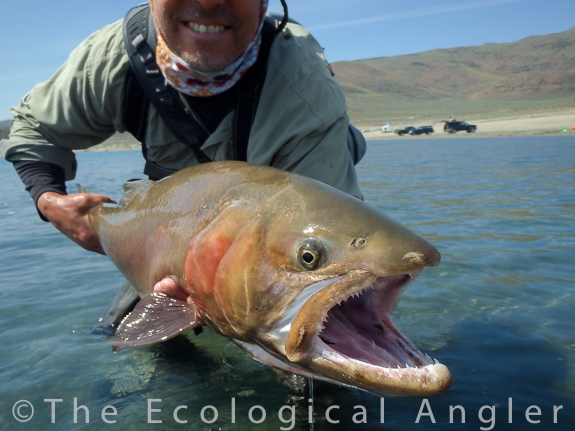 Lahontan Cutthroat in Pyramid Lake acquired genetics from Pilot Peak to attain great size.