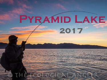 Hooked up with Giant Trout  at Pyramid Lake Nevada before sunrise