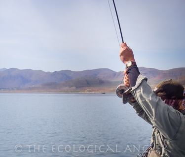 A flyfisherman hooks up with a hard fighting cutthroat trout on Pyramid Lake in Nevada