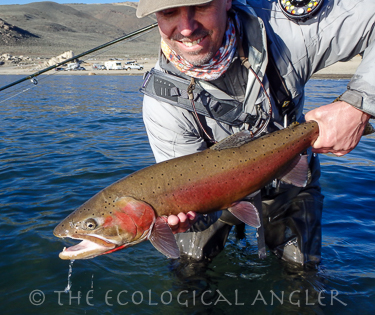 Angler holding Trophy Summit Lake Strain Lahontan Cutthroat from Pyramid Lake in spawning colors.
