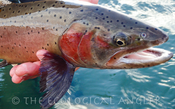 A Pyramid Lake Lahontan Cutthroat Trout displays red spawning color.