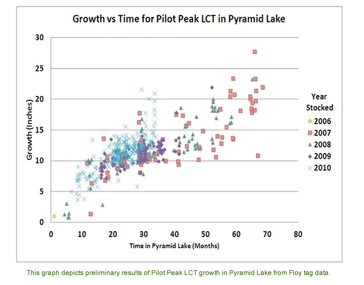 Pilot Peak Strain Lahontan Cutthroat Growth Rate in Pyramid Lake.