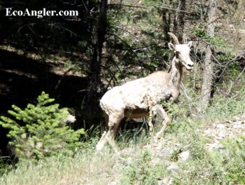 A mountain sheep keeps a eye on me.