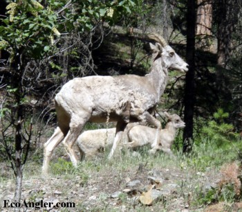 A mountain sheep with a kid in the background