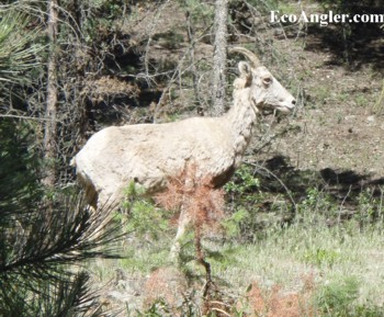 A wild mountain sheep photographed along Rock Creek