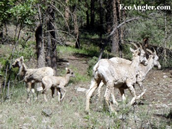 A family of wild mountain sheep along Rock Creek