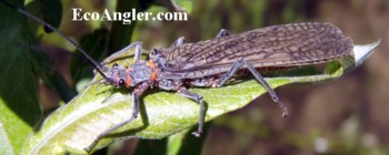 A big salmonfly, Pteronarcys californica.