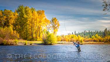 Fly fishing the Rogue River Oregon for steelhead trout.