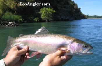 The Lower Sacramento River can yield large rainbow trout