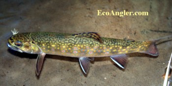 Brook trout caught and released in Sagehen Creek
