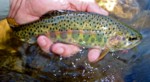 A wild rainbow caught in lower Fish Meadow on Silver King Creek
