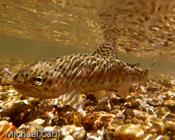 A wild rainbow found along Silver King Creek