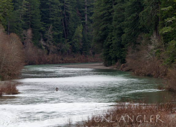 A Classic steelhead river the Eel River has a strong winter run.