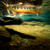 California golden trout from John Muir Wilderness
