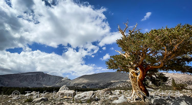 Mount Langley rises along the High Sierra with a native foxtail pine tree in the John Muir Wilderness