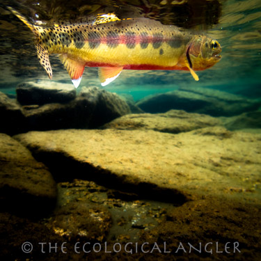 California Golden Trout photographed underwater in John Muir Wilderness Lakes