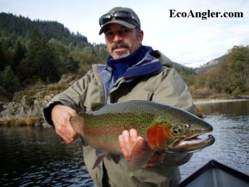 Beautiful colored steelhead from the Trinity River