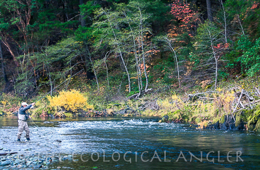 Trinity River is one of the best places to fly fish for steelhead trout